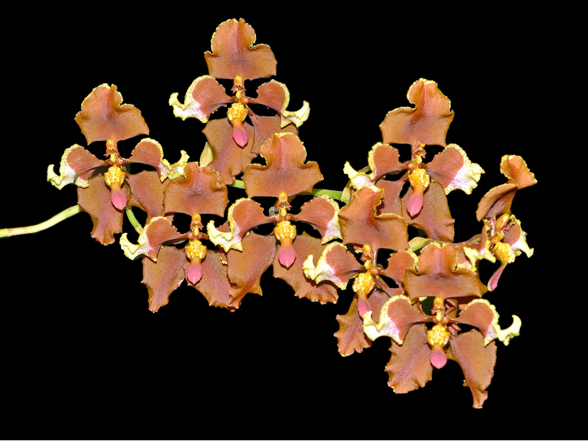 Cyrtochilum Anita De Cordero