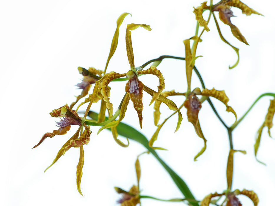 Cyrtochilum angustatum