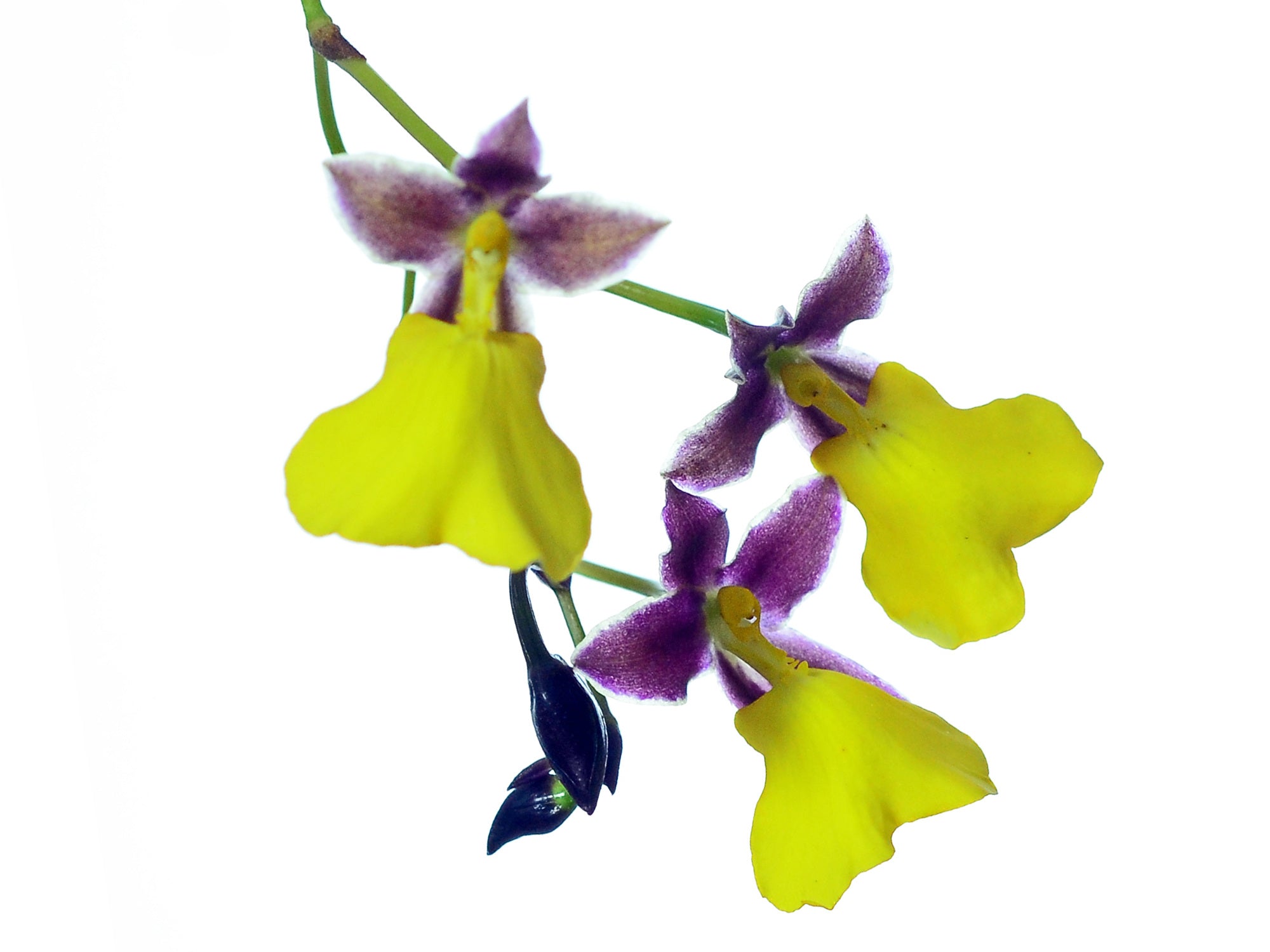 Cyrtochilum aureum