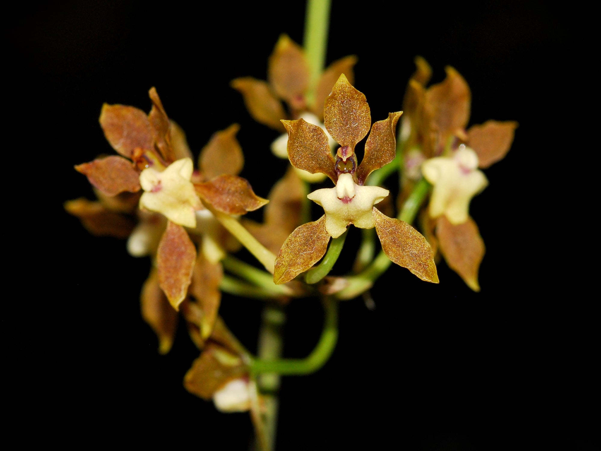Cyrtochilum confertum