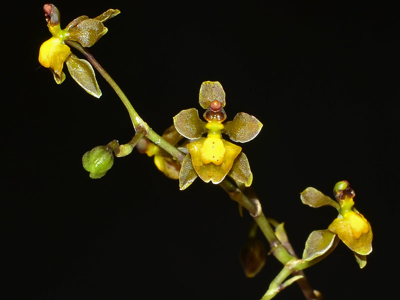 Cyrtochilum porrigens