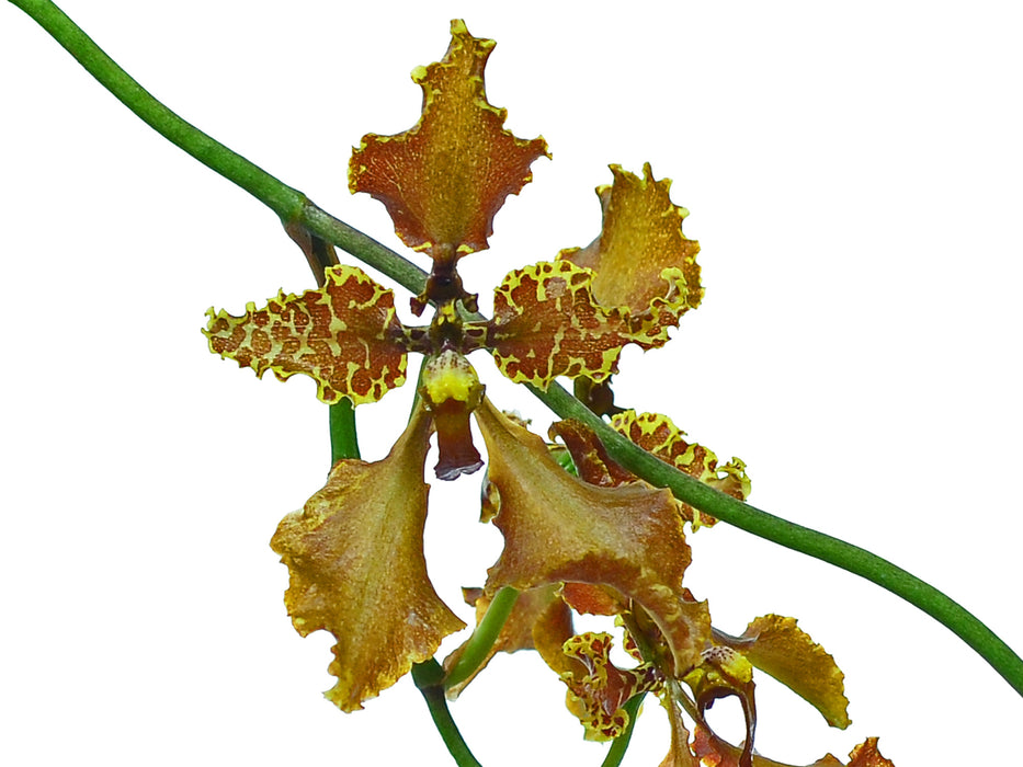 Cyrtochilum pozoi