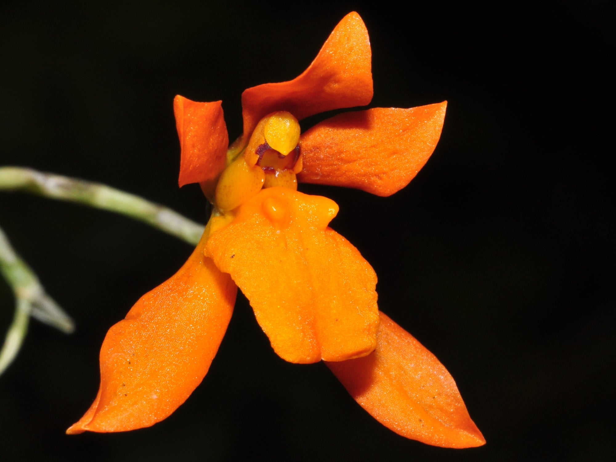 Cyrtochilum retusum