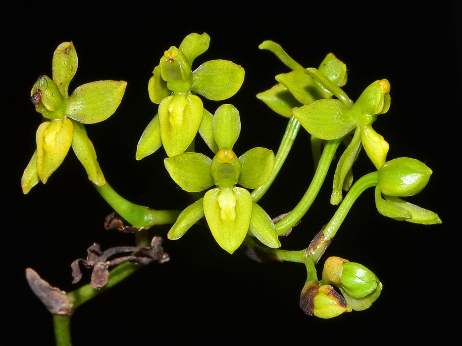 Cyrtochilum tricostatum