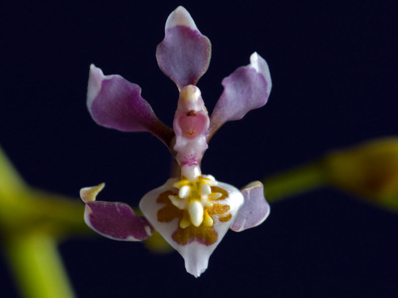 Cyrtochilum williamsianum
