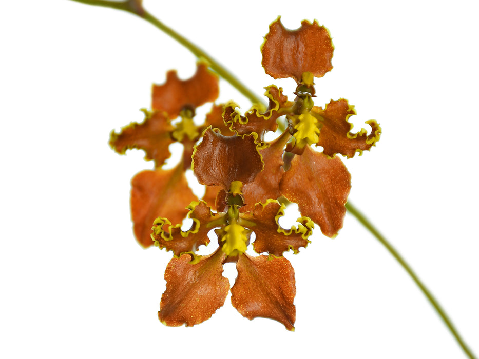 Cyrtochilum xanthodon