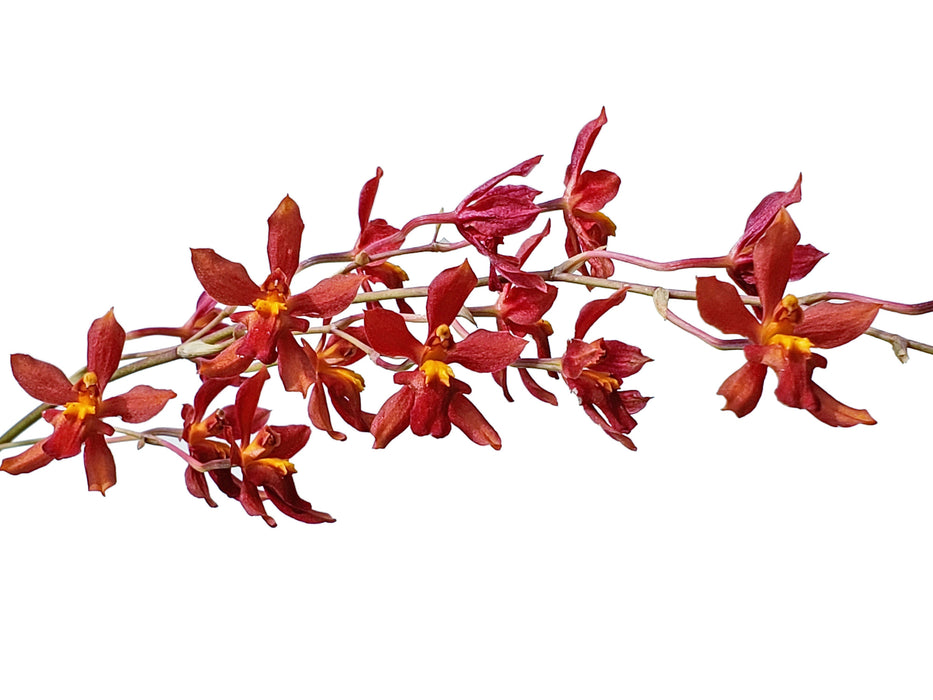 Cyrtocidium Dona Maquito