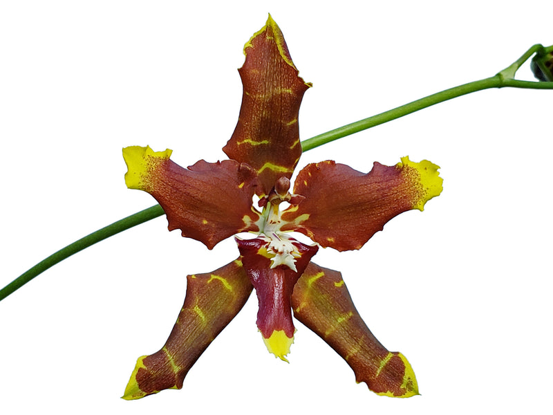 Cyrtocidium Ken Meier