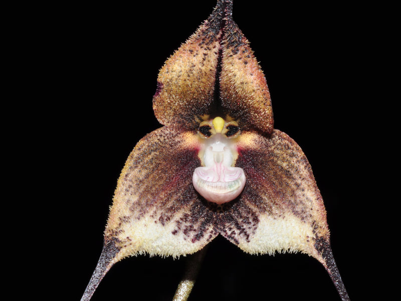 Dracula tsubotae big