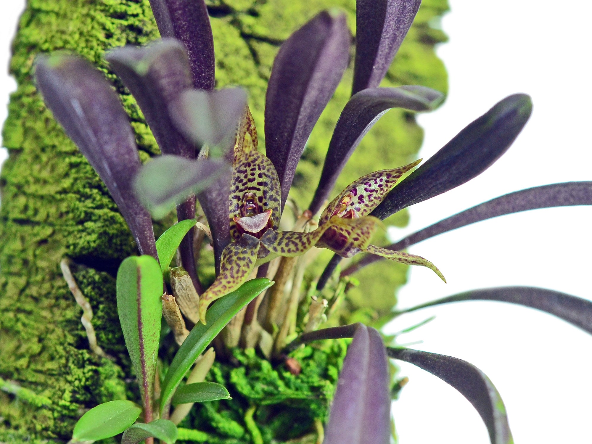 Dryadella simula