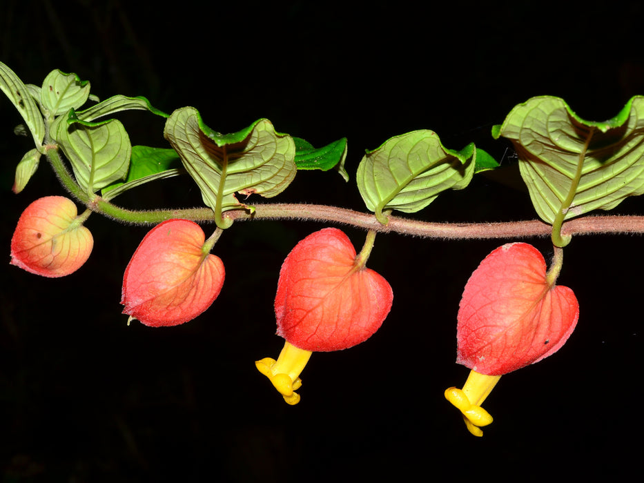 Drymonia affinis