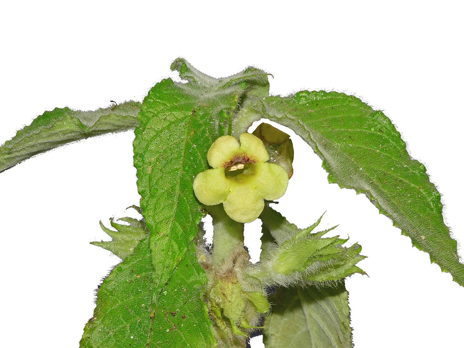 Drymonia serrulata