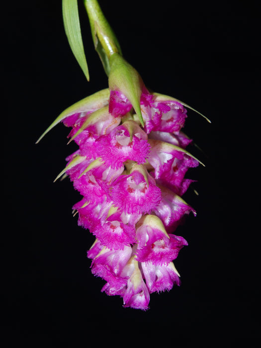 Elleanthus amethystinoides