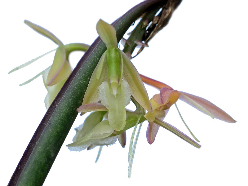 Epidendrum filamentosum