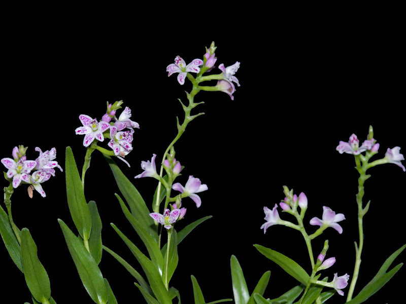 Epidendrum fimbriatum pink