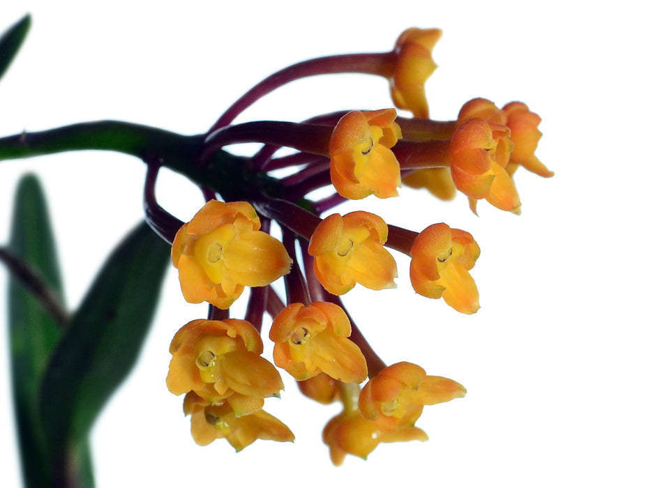 Epidendrum hemiscleria