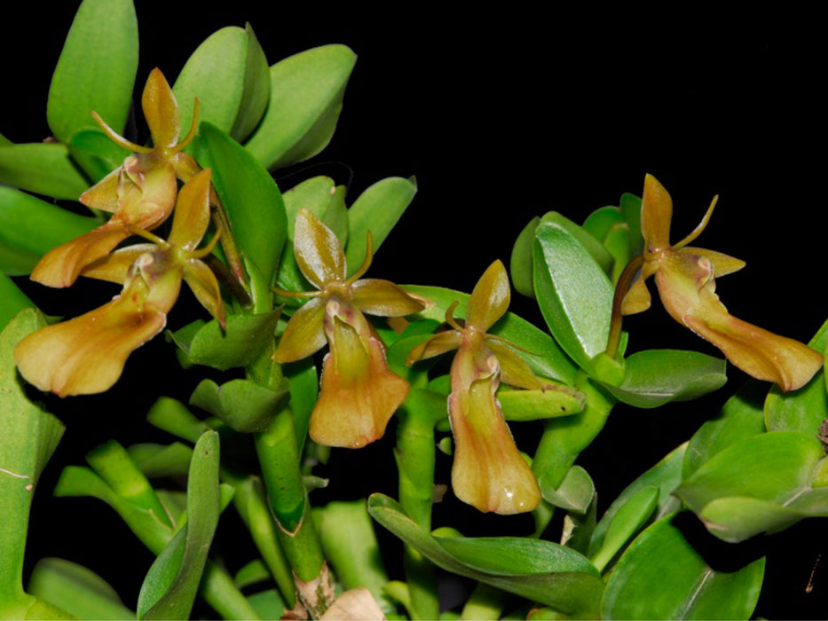 Epidendrum kymatochilum