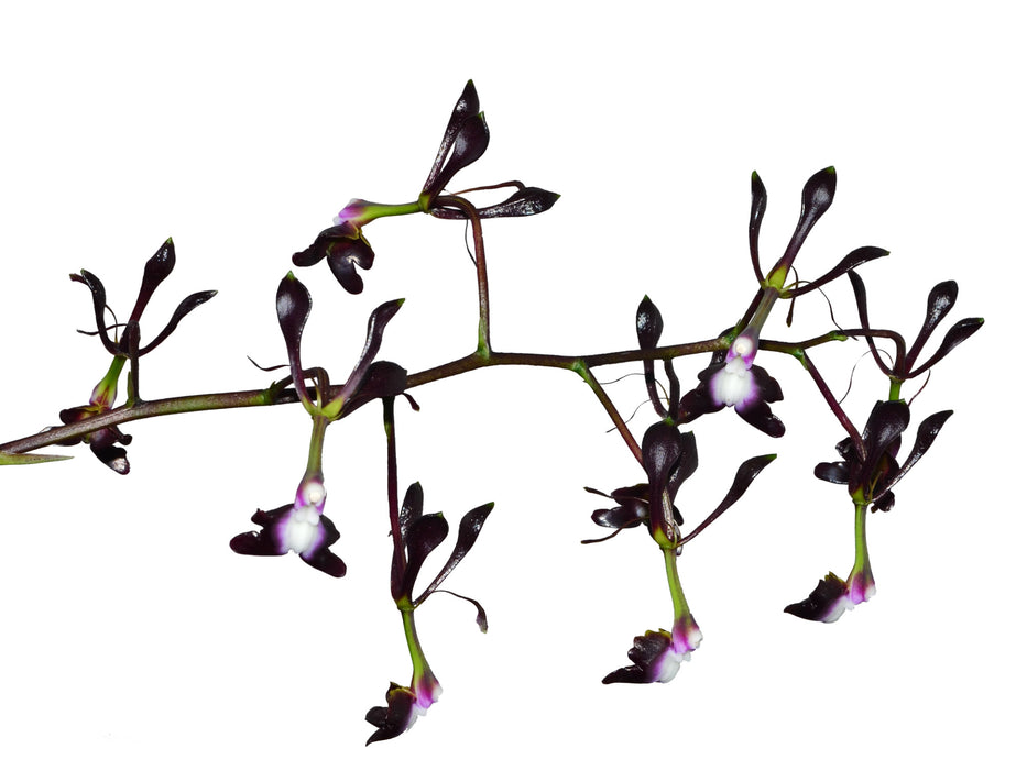 Epidendrum melanoporphyreum