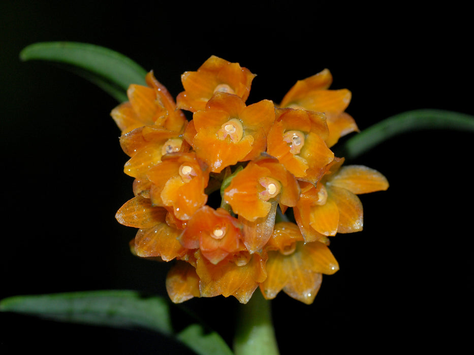 Epidendrum microdiothoneum