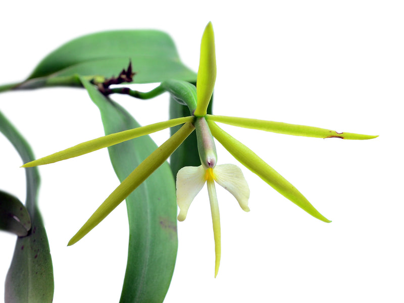 Epidendrum nocturnum