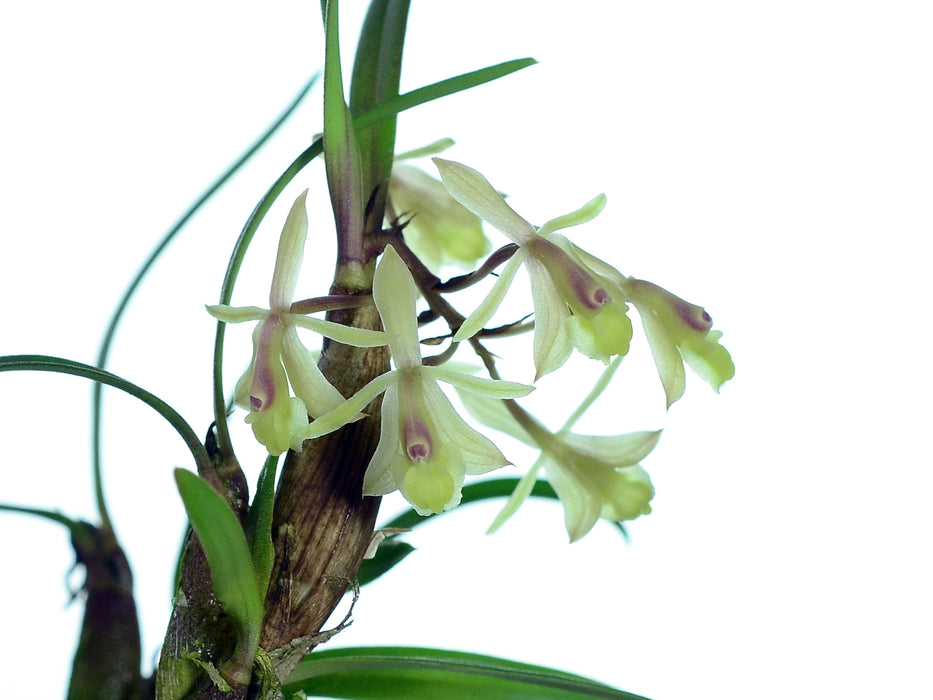 Epidendrum oellgaardii