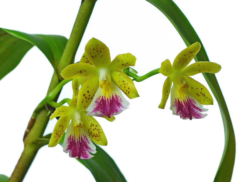 Epidendrum wallisii