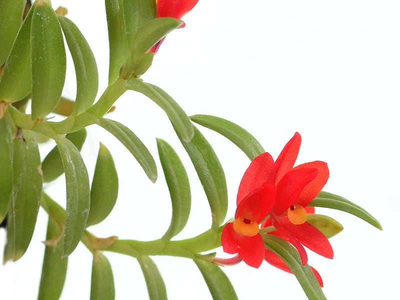 Fernandezia maculata