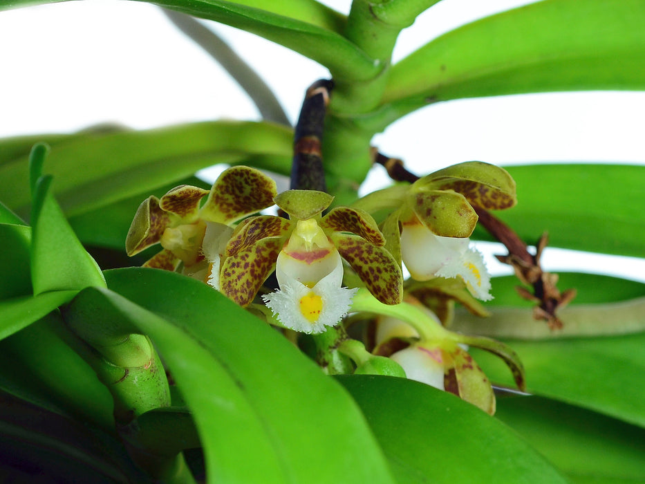 Gastrochilus calceolaris