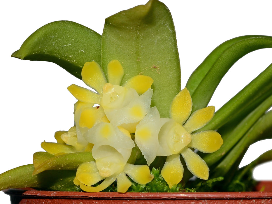 Gastrochilus japonicus