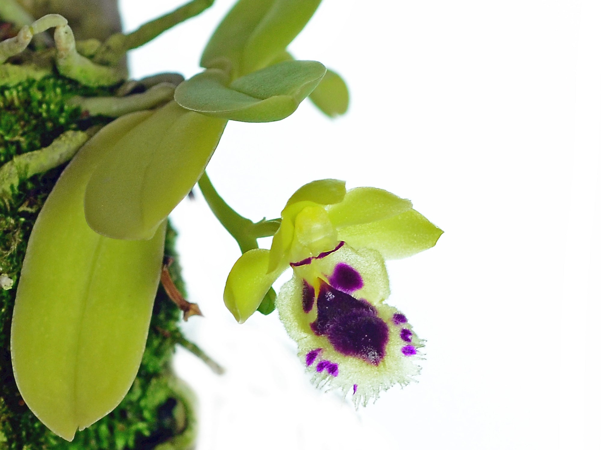 Gastrochilus retrocallus yellow lip 002519