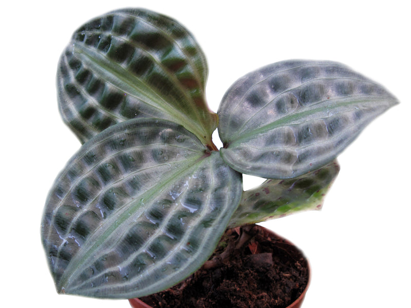 Geogenanthus undatus