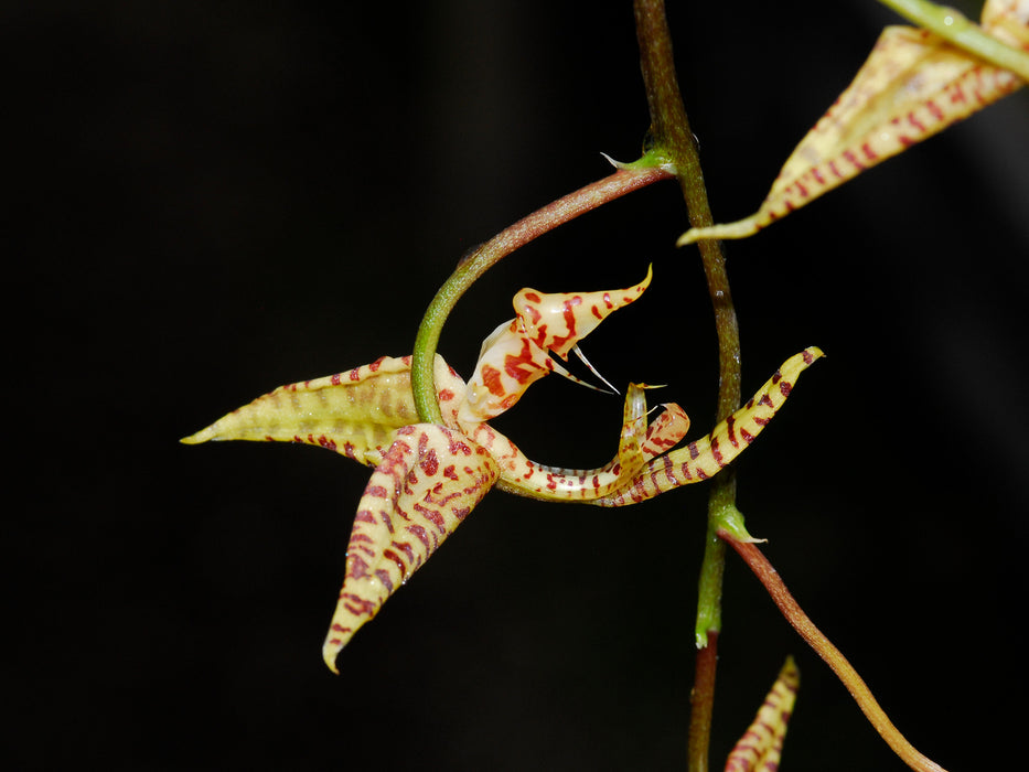 Gongora bufonia