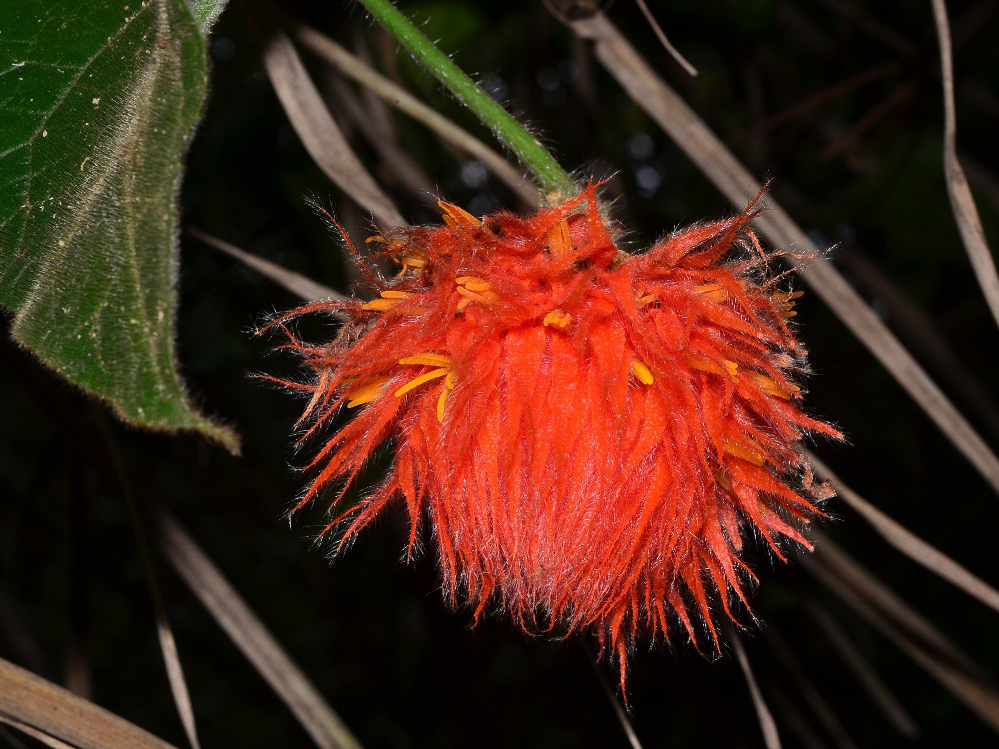 Gurania eriantha