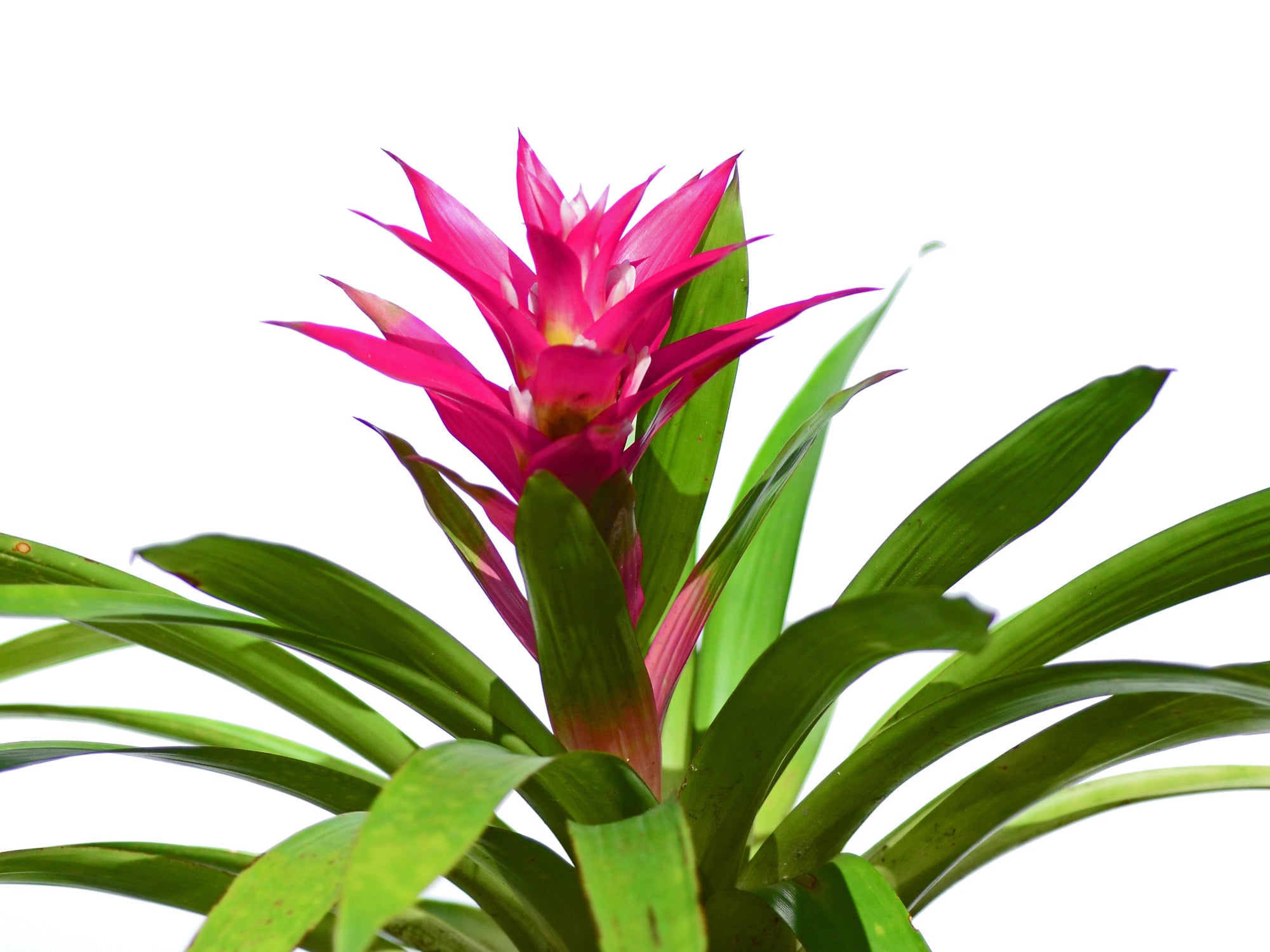 Guzmania Athena — Ecuagenera Orquídeas del Ecuador