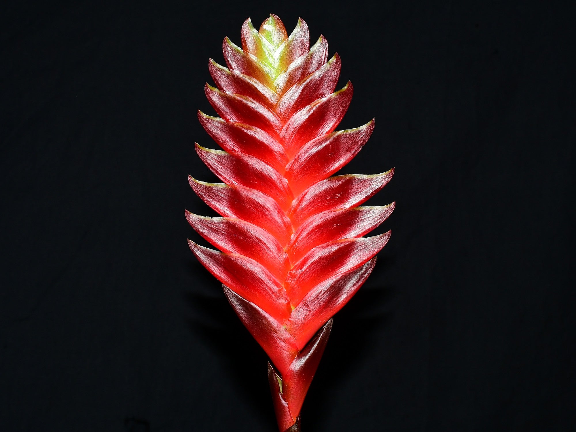 Guzmania Davine