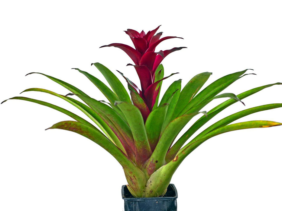 Guzmania Purple