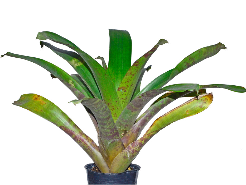 Guzmania danielii