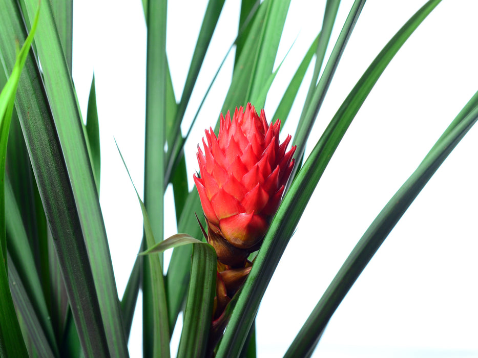 Guzmania devansayana