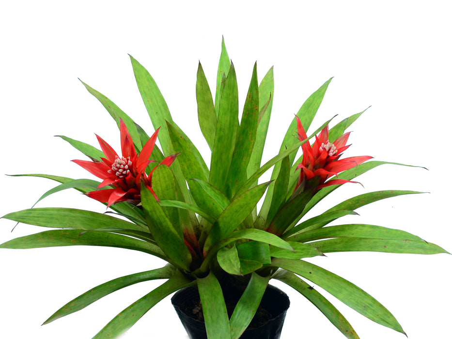 Guzmania lingulata