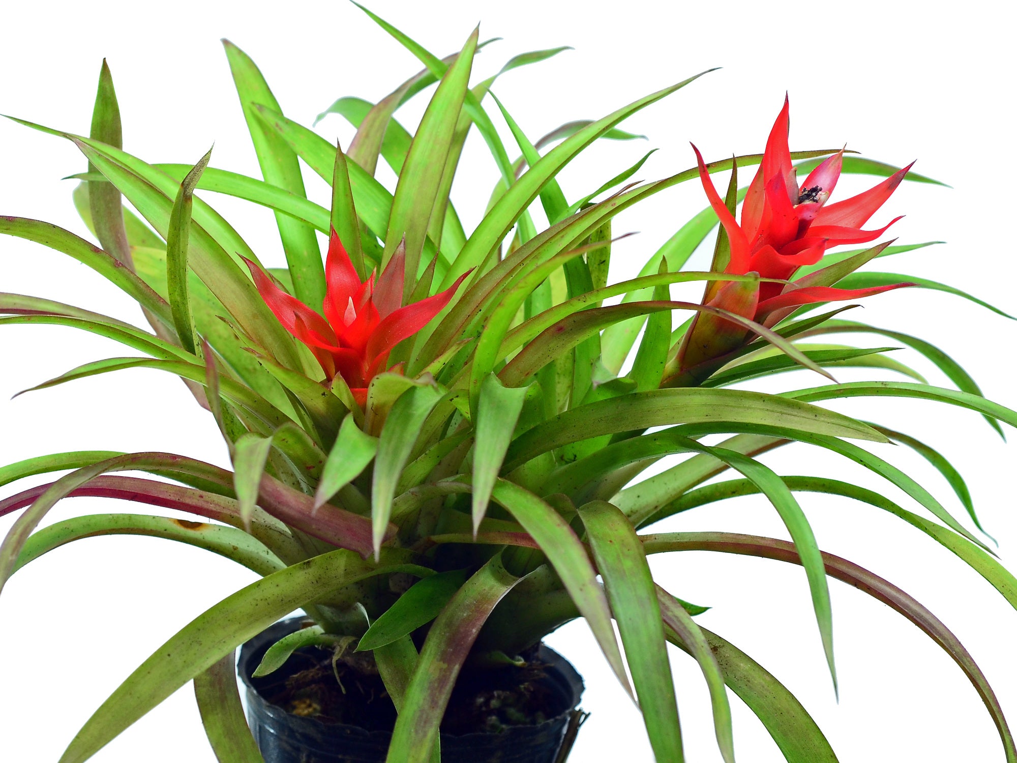 Guzmania minor