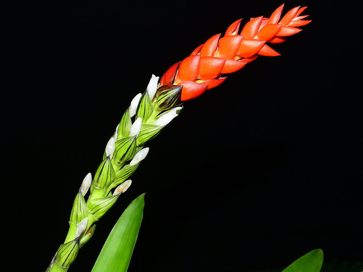 Guzmania monostachia — Ecuagenera Orquídeas del Ecuador