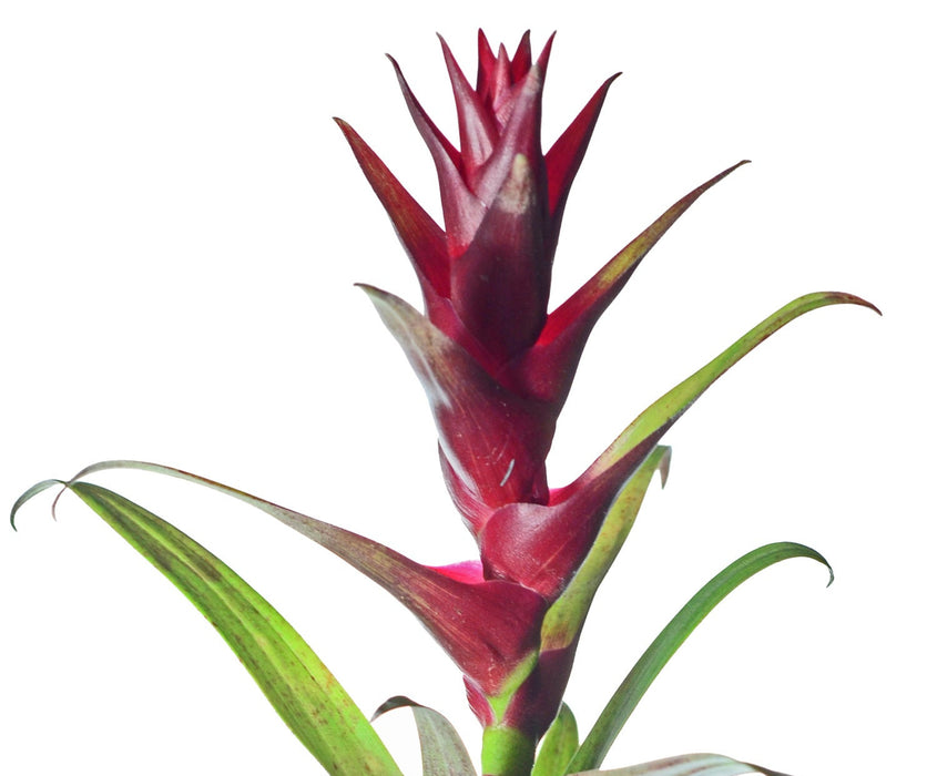 Guzmania mosquerae