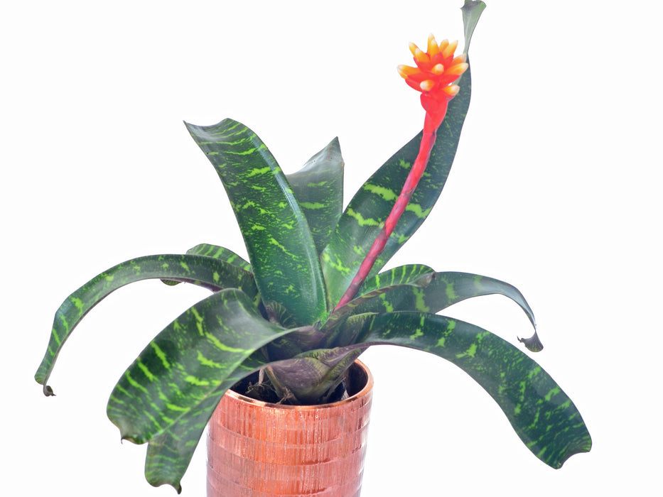 Guzmania musaica