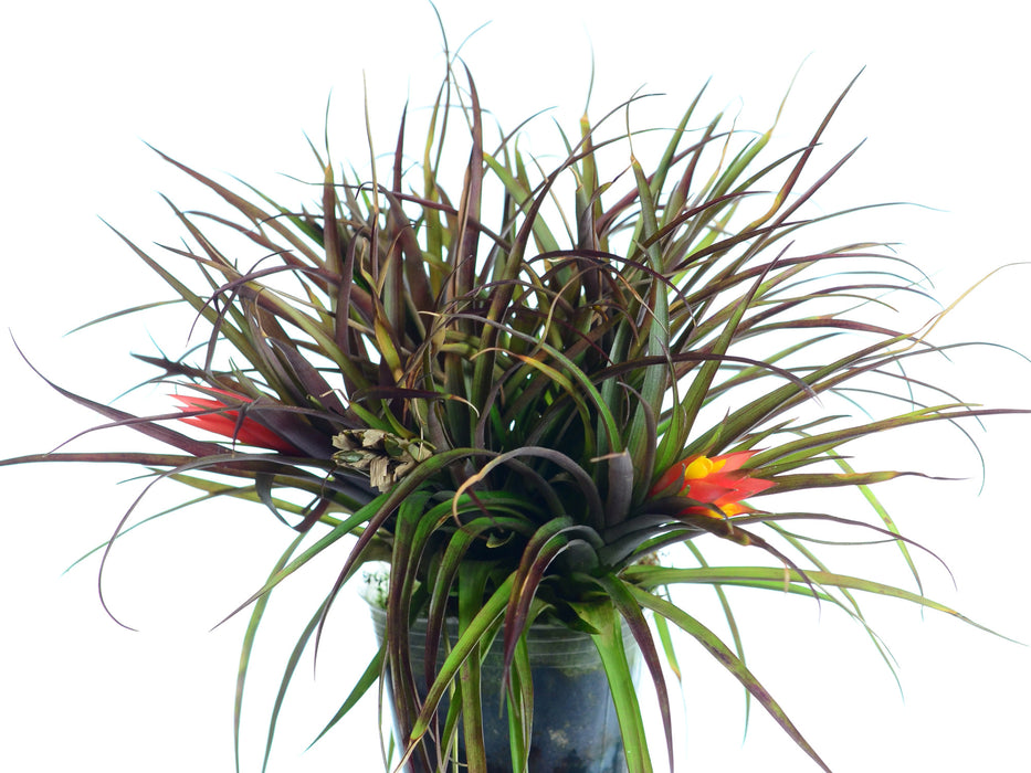 Guzmania jaramilloi