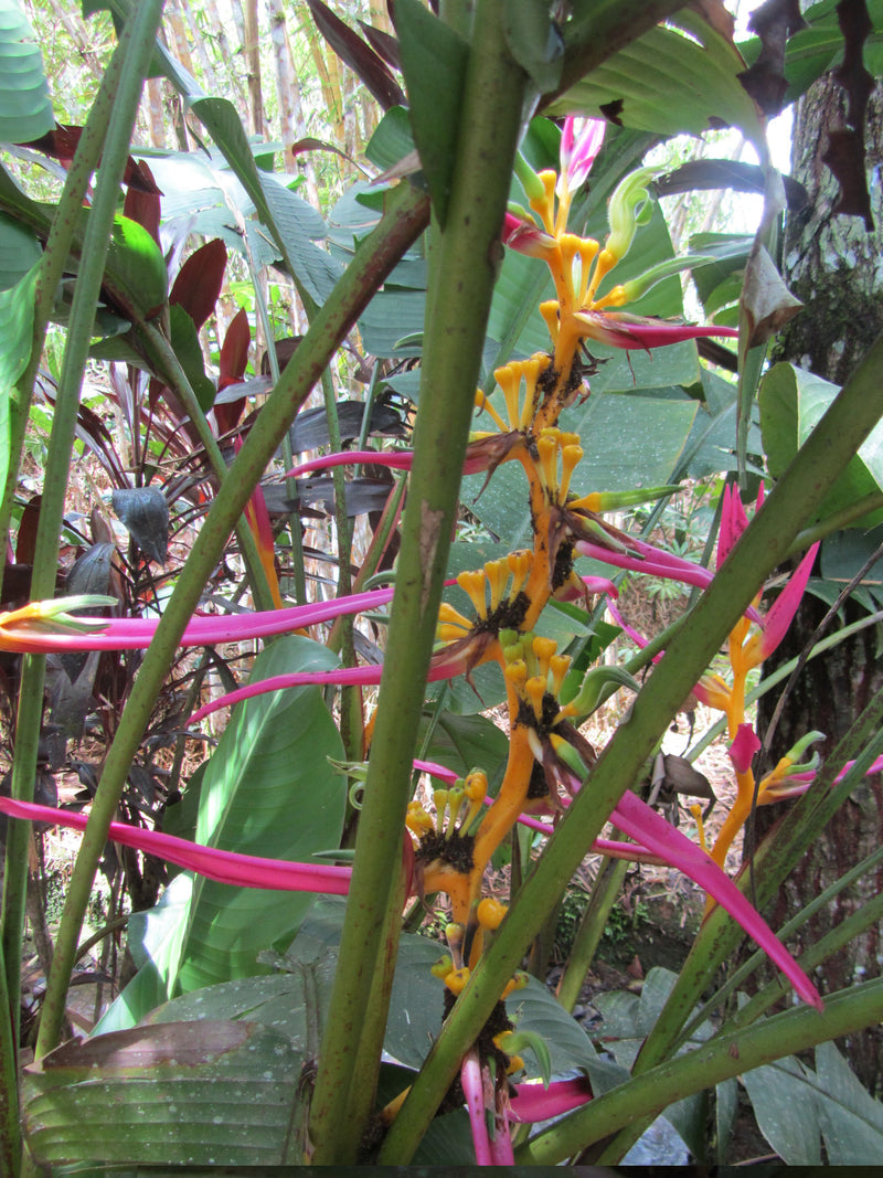 Heliconia schumanniana