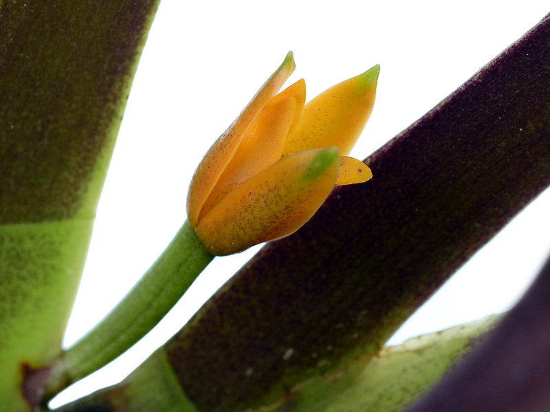 Maxillaria discolor