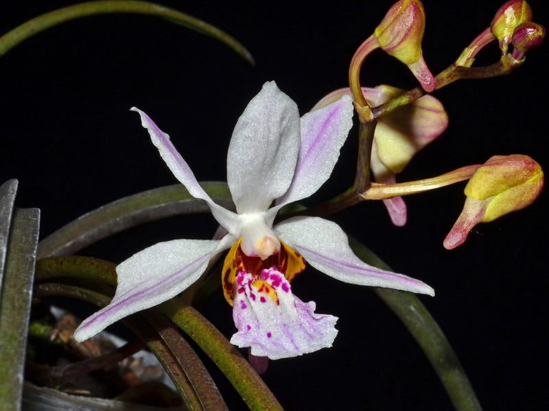 Holcoglossum wangii