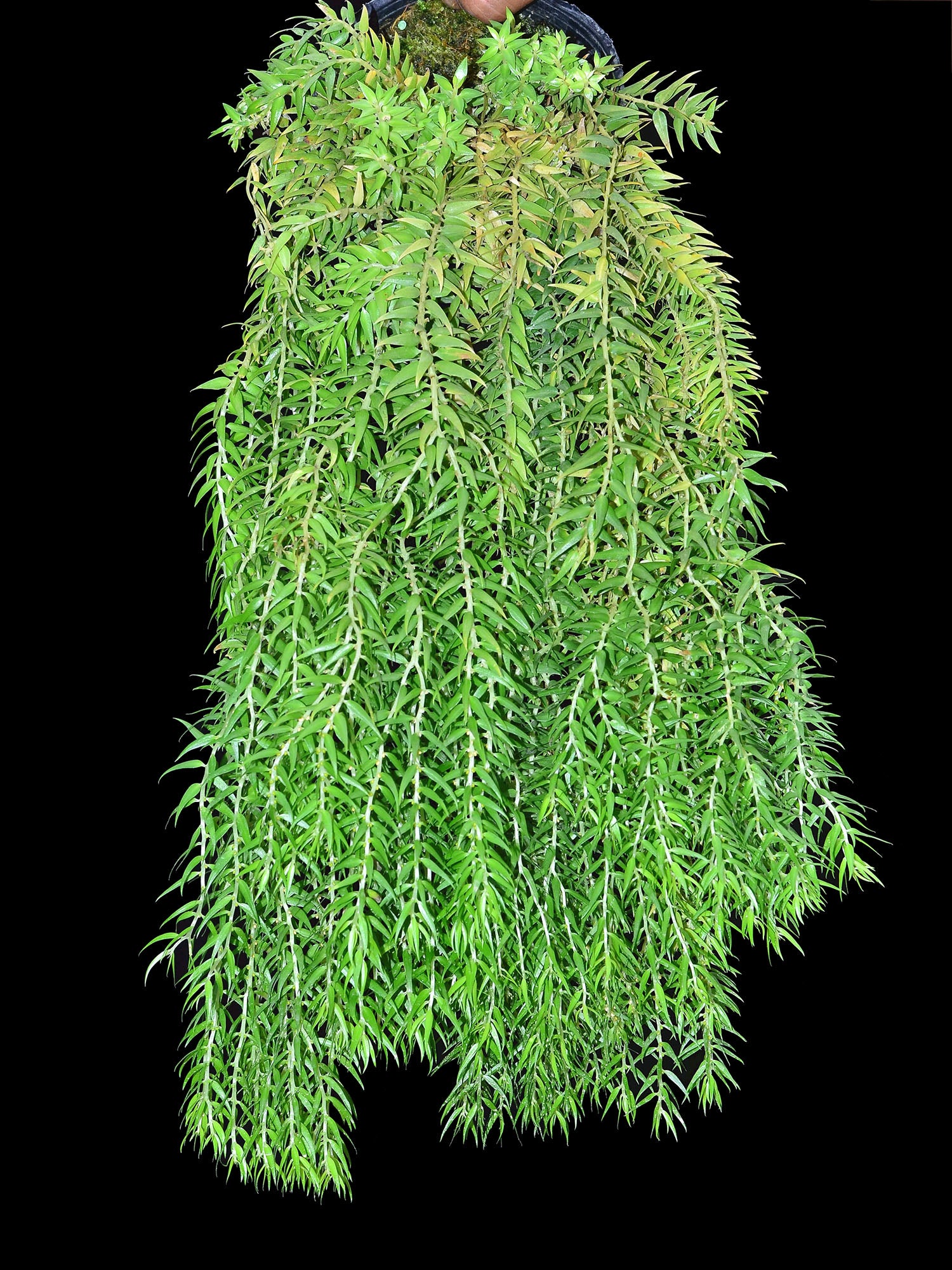 Huperzia linifolia