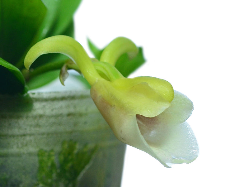 Ixyophora viridisepala