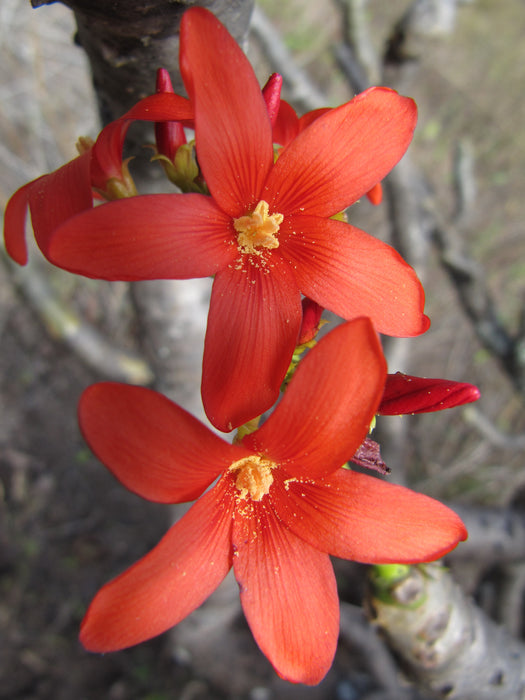 Jatropha nudicaulis